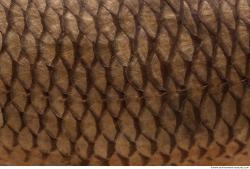 Photo Textures of Animal Skin 